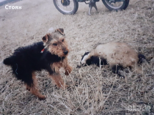 Ягдтериери, снимка 4 - Ягдтериер - 53523678