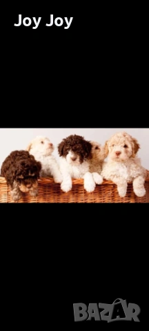 Lagotto , снимка 2 - Други - 53271510