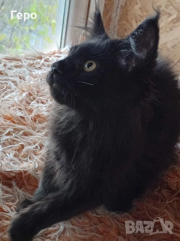 Мейн Куун , снимка 2 - Мейн кун - 52821577