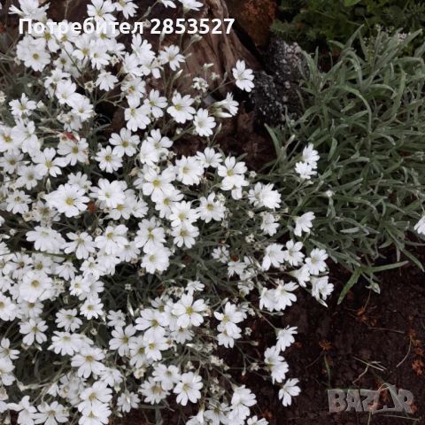 Церастиум /Рожец , снимка 2 - Градински цветя и растения - 45511155