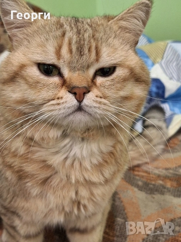 Британец за разплод