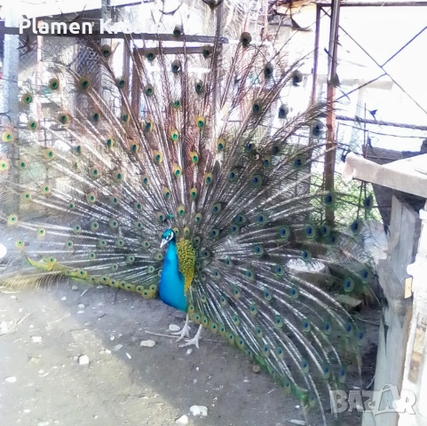 Продавам мъжки паун, работещ