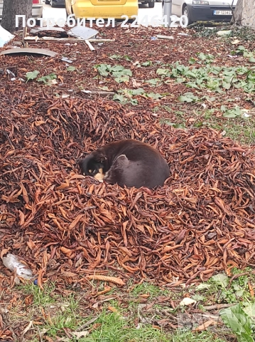 Бубка търси дом! , снимка 6 - Други - 52928376