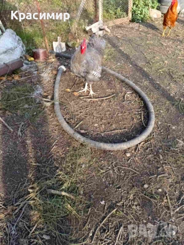 Продавам кокошки, петли породисти, неми патици., снимка 5 - Патици и гъски - 48682860