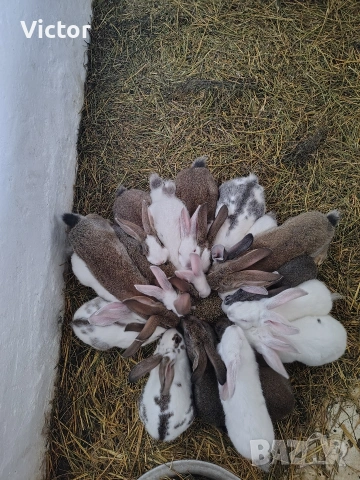 2 месечни зайци смесена порода!