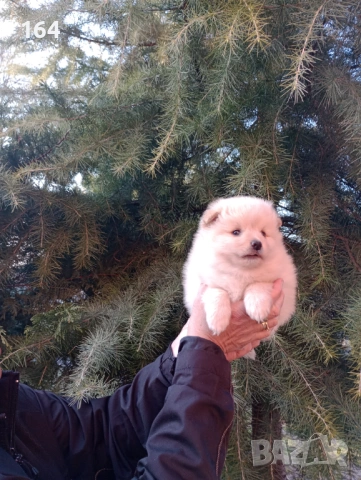 Бели и кремави мъжки кученца Шпиц. , снимка 5 - Шпиц - 53863245