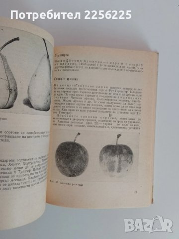 Дворна градина, снимка 9 - Специализирана литература - 51093439