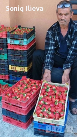 продавам разсад ягоди, снимка 5 - Разсади - 53905580