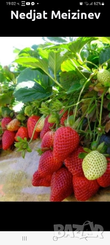 Ягоди сорт Зенга Зенгана