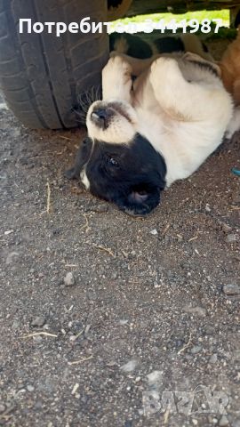 Малки кученца , снимка 4 - Каракачанска овчарка - 46412567