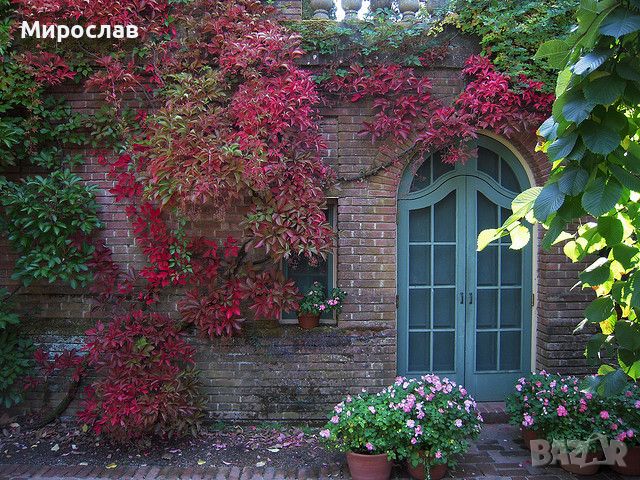 Продавам растения Дива лоза (Parthenocissus quinquefolia), снимка 11 - Градински цветя и растения - 45382708