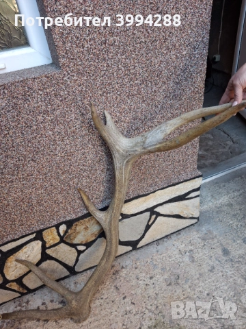 Еленови рога, снимка 3 - Други ценни предмети - 52938787