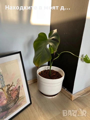 Филадендрон монстера