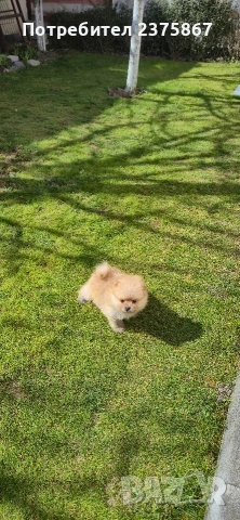 мъжко померанче,померан, снимка 6 - Померан - 53830644