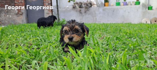 Продавам малки Йоркита мъжки и женски на 3 месеца със всички ваксини , снимка 3 - Йоркширски териер - 46677225