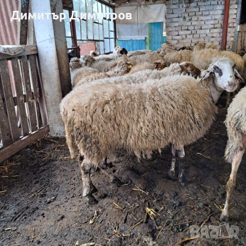 Овце за клане или тамазлък, снимка 1 - Овце - 46205721