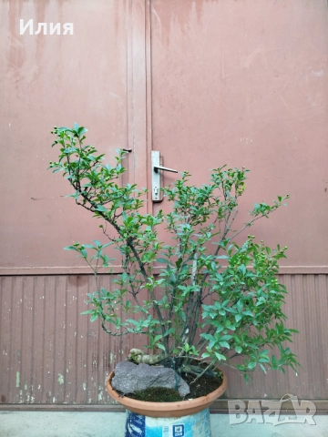 Бонсай заготовка Лигуструм , снимка 14 - Градински цветя и растения - 51556598