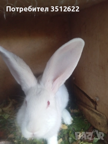 Продавам зайци