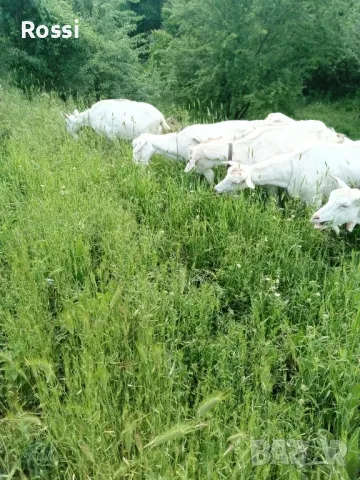 Домашни селски продукти, снимка 4 - Домашни продукти - 48688749