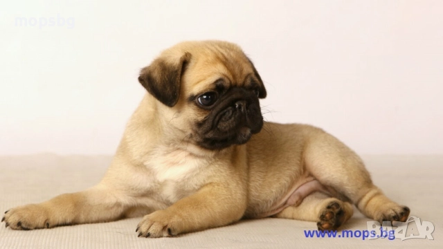 Истински бебета Мопс чистокръвни с родословие, снимка 6 - Мопс - 789749