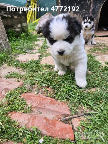 Малки Сибирски Хъскита