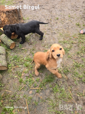 Prodavam 200 lv., снимка 5 - Кокер шпаньол - 52515067