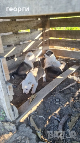 Западно сибирска лайка , снимка 7 - Други - 52490174