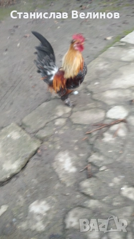 Продавам петлета джинки , снимка 3 - Кокошки и пуйки - 52630941