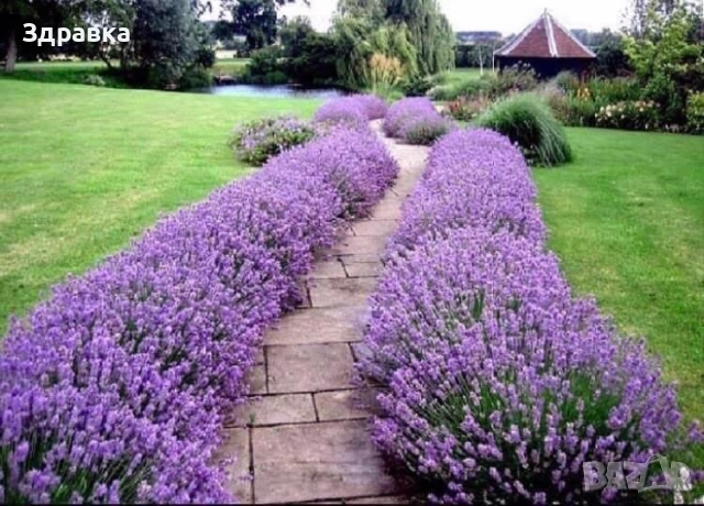 Лавандула 