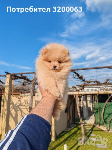 Померан мъжки и женски , снимка 4 - Померан - 53950897