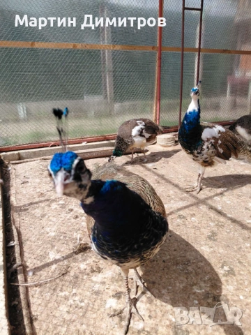 Млади пауни Арлекин и бели, снимка 3 - други­ - 54175555