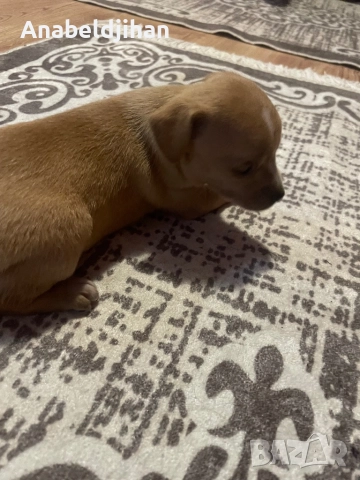 Пинчери, снимка 6 - Пинчер - 52482012