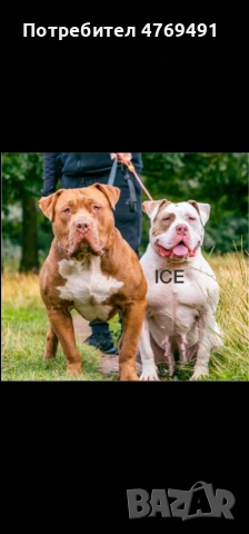 XL American bully's с родословие и сертификати , снимка 14 - Американски стафордширски териер - 53882558