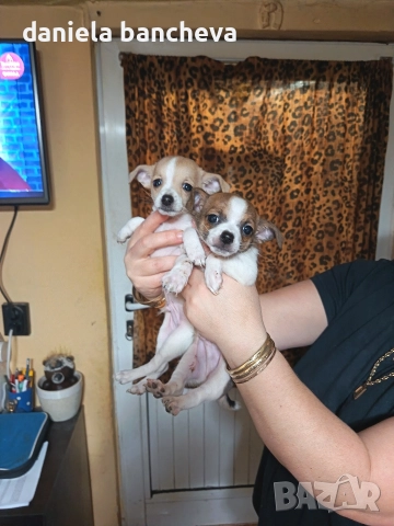 свободно едно момче чихуахуа