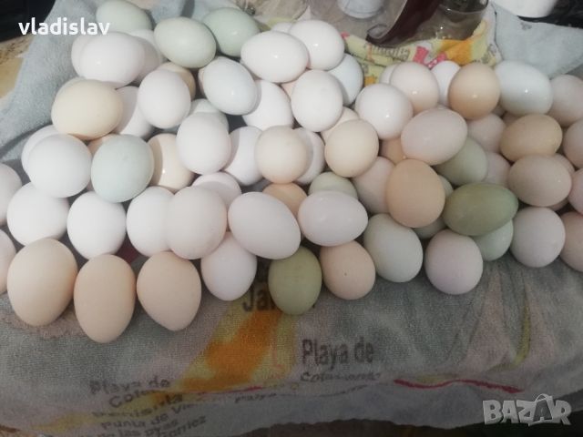 Пресни домашни яйца, снимка 1 - Домашни продукти - 45099765