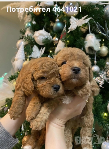 Мини пудел, снимка 6 - Пудели - 52974033