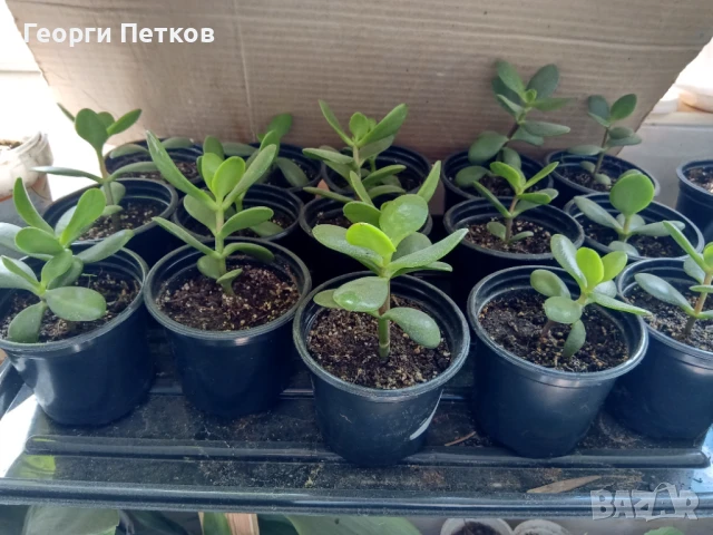 Дървото на живота-Красула. Стайно цвете, снимка 4 - Стайни растения - 50747828