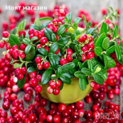 Червена Американска Боровинка, снимка 2 - Градински цветя и растения - 53646161