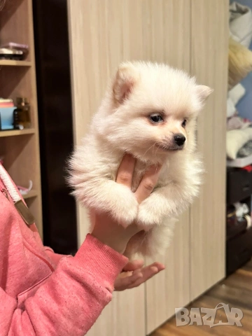 Померан , снимка 2 - Померан - 53682716