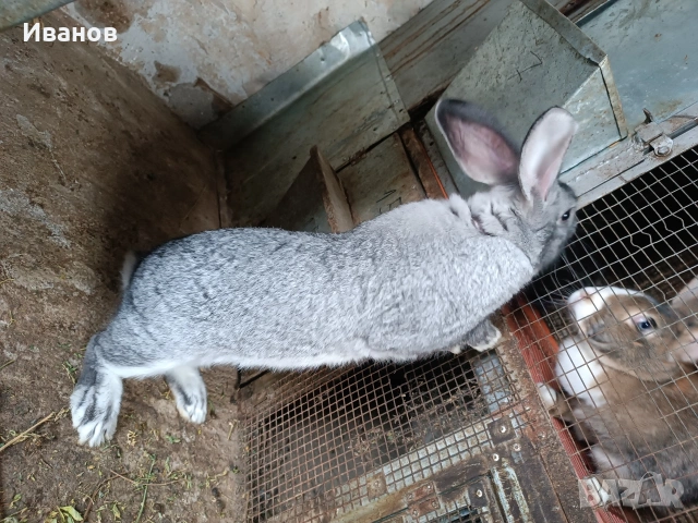 Продавам зайци., снимка 7 - Други - 28102153