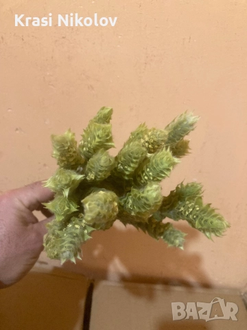 мурсалски чай. , снимка 3 - Други - 52086579