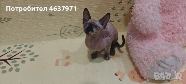 Канадски сфинкс, снимка 3 - Сфинксове - 53519696