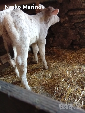 На трето теле с 14-15л мляко, снимка 4 - Крави - 53568405