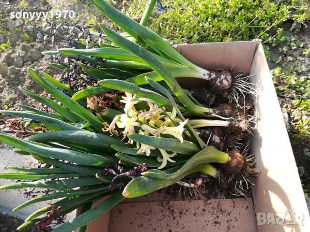 ЗЮМБЮЛИ В САКСИЯ С ПОЧВА 25ЛВ ЗА ЕДИН С ЛУКОВИЦА 1404250825, снимка 6 - Градински цветя и растения - 49886619