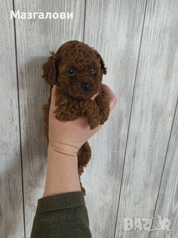 Продавам пудел той, снимка 3 - Пудели - 53826898