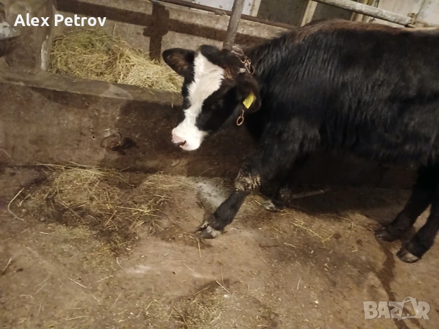 Свободни 2 мъжки месодайни телета, снимка 2 - Крави - 53100139