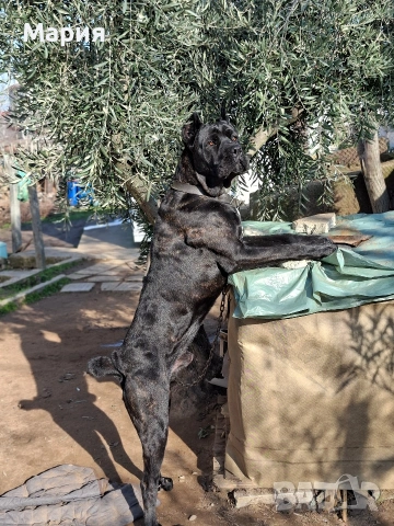 Кане Корсо- Италиано, снимка 12 - Кане корсо - 53401347