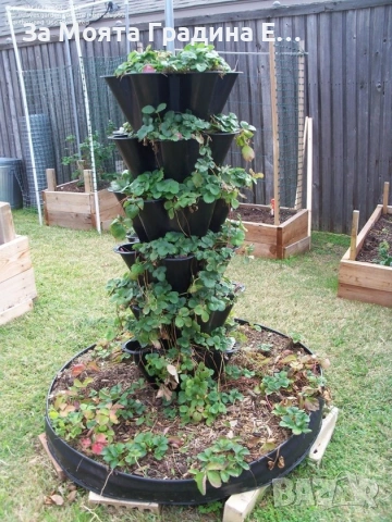 Ягоди 3 сорта, снимка 4 - Градински цветя и растения - 53623644