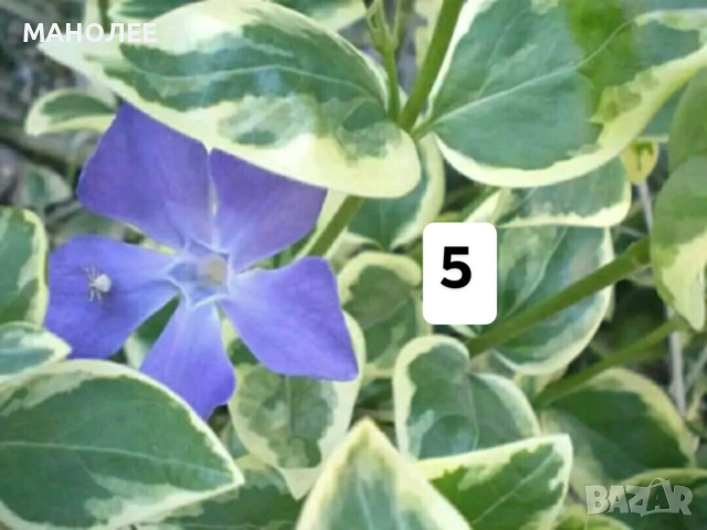 Цветя - 10 НЕЗАСАДЕНИ КОРЕНА В ЕДИН ПАКЕТ /видове по избор/ ЗА 20 ЛВ., снимка 6 - Градински цветя и растения - 51626278