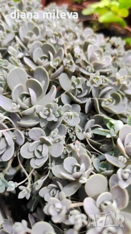 Седум Оростахис, Китайска шапка, Orostachys ‘Chinese Hat', снимка 4 - Градински цветя и растения - 51397227